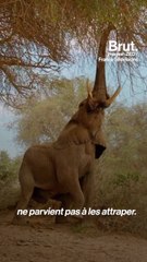 Quand les animaux s'entraident