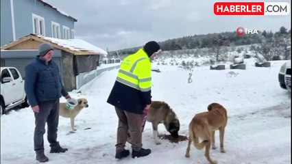 Sinop'ta Evcil ve Yabani Hayvanlara Yem Desteği