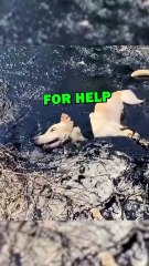 DOG SAVED FROM TAR! #animalstories #animals #pets #animalrescue #cute #shorts