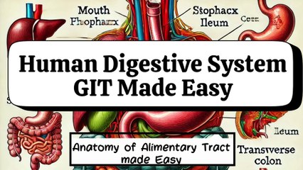 Introduction to the Gastrointestinal Tract (GIT) | Complete Overview of GIT Parts