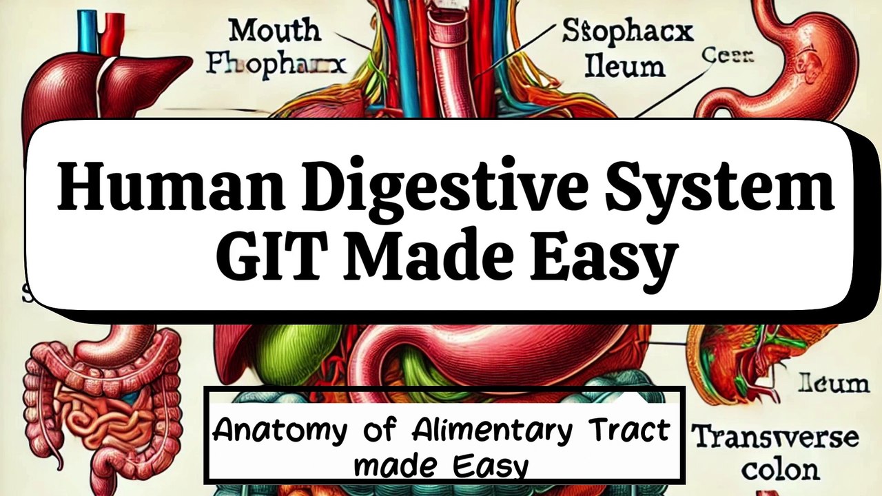 Introduction to the Gastrointestinal Tract (GIT) | Complete Overview of GIT Parts