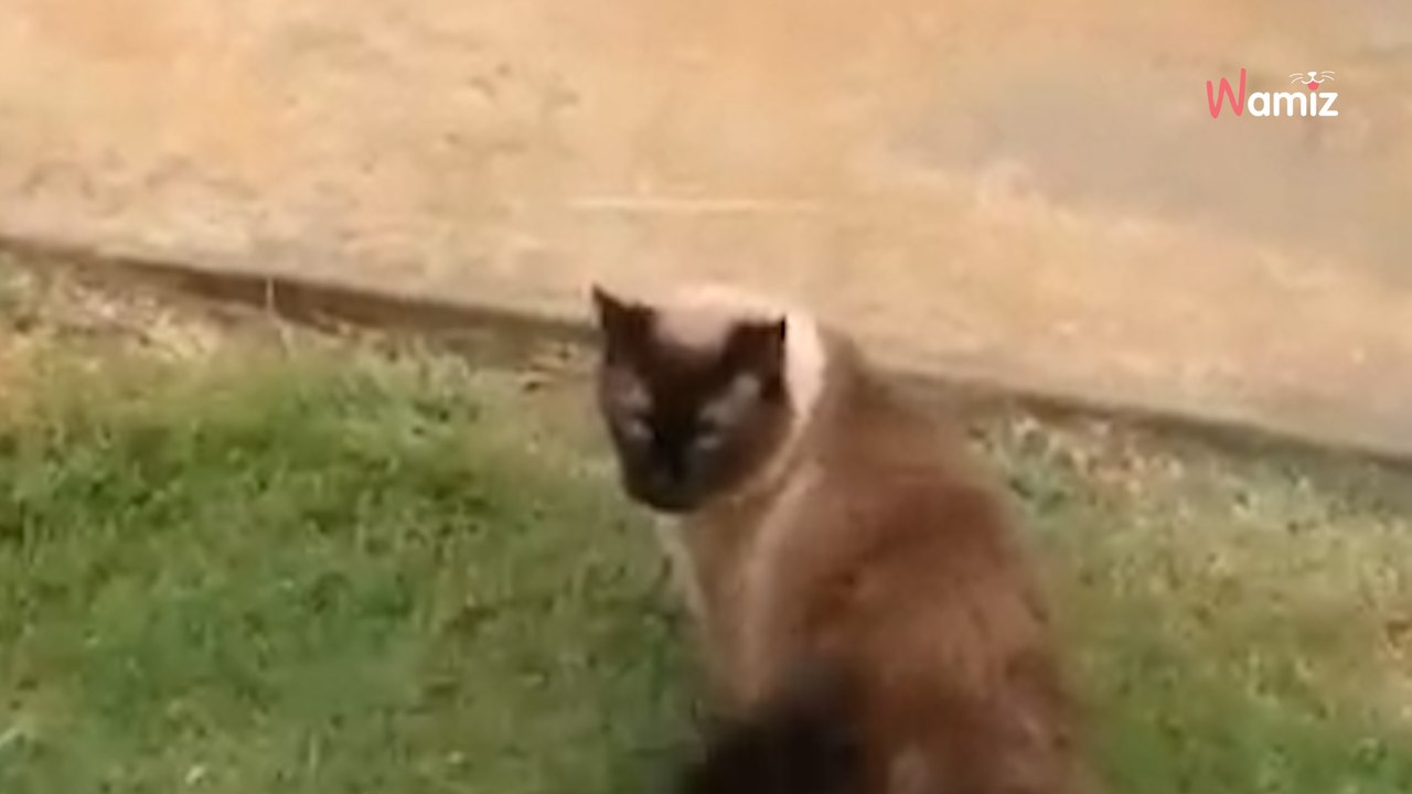 Owner installs new cat flap; cat's reaction leaves everyone in stitches