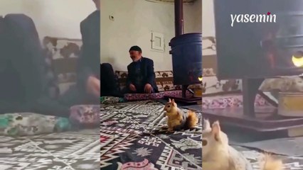 Sevimli sincabın soba kenarında fındık keyfi