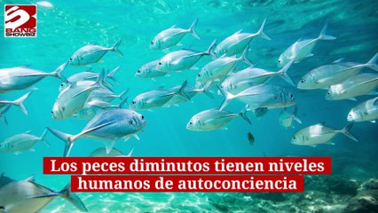 Los peces diminutos tienen niveles humanos de autoconciencia