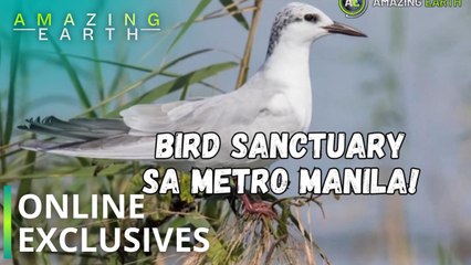 Amazing Earth: Visit LPPCHEA, a peaceful bird haven in Metro Manila! (Online Exclusives)