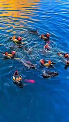 The wonderful view of birds..!
