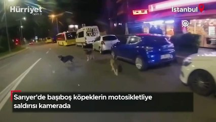 Sarıyer'de başıboş köpeklerin motosikletliye saldırısı kamerada