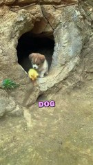 DUCKLING FINDS FAMILY! #shorts