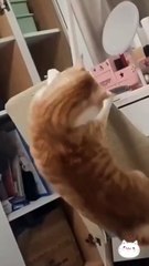 Cutest cat ever😻💕#cute #cutecats #kitten