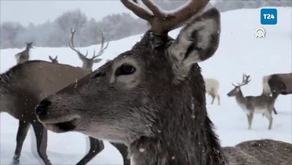 Kar altındaki Sıklık Tabiat Parkı'ndan geyik görüntüleri
