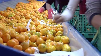 Bakan Yumaklı: O tarım ürünü imha ediliyor, asla yurtiçine girişine izin vermiyoruz