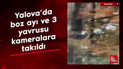 Yalova'da boz ayı ve 3 yavrusu kameralara takıldı