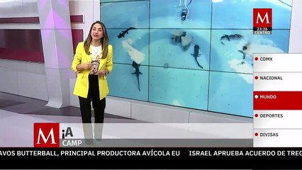 Lanza la UNAM la tercera edición de la campaña Adopta un Ajolote