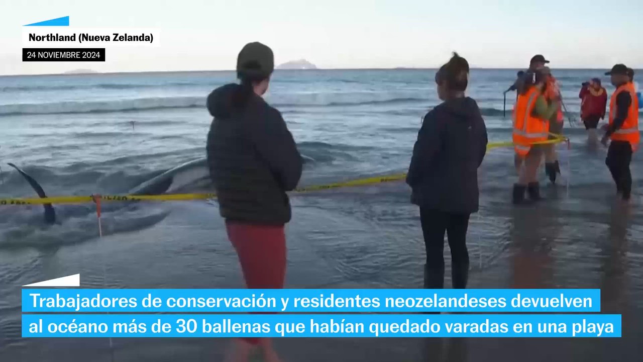 Rescatan más de 30 ballenas varadas en una playa de Nueva Zelanda