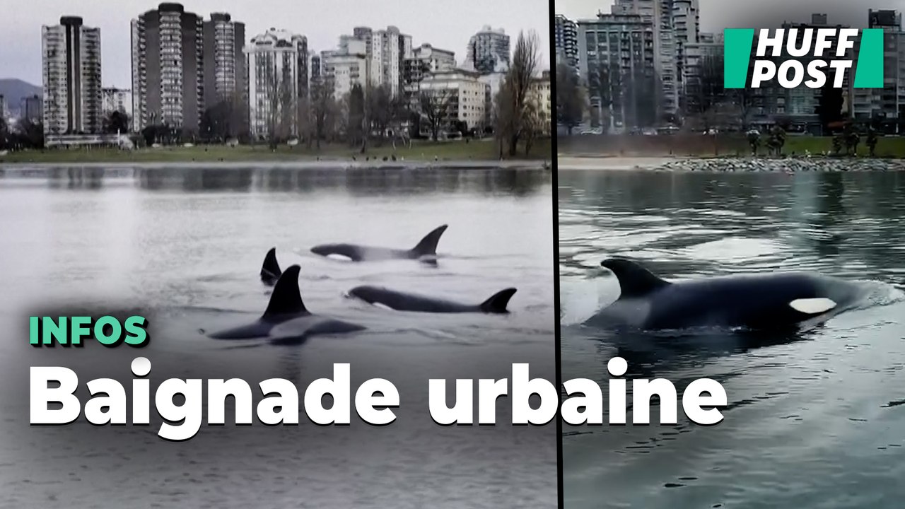 Au Canada, cette famille d’orques a visité le centre-ville de Vancouver
