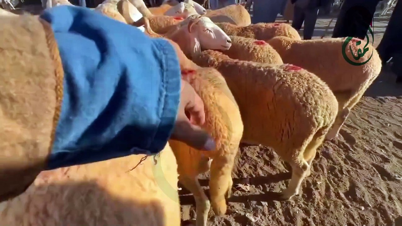 شاهد أسعار النعجة من سوق المواشي في ولاية بلعباس يوم 22 نوفمبر 2024