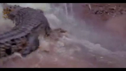 Movie Clip | Suzzanna - Ratu Buaya Putih