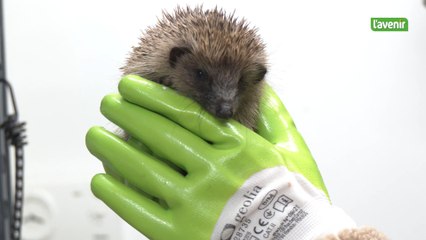 Afflux de hérissons au centre Creaves de Namur