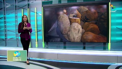 El cólera una infección causada por la bacteria vibrio cholerae