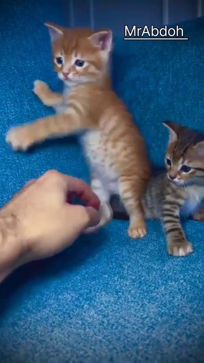 Cute little kittens