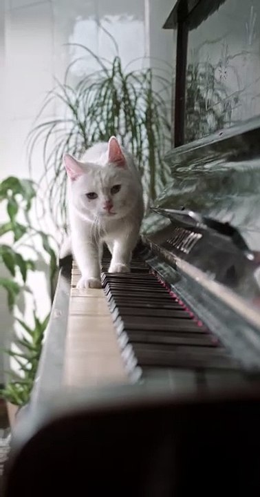 Cat Walking Over The Piano Keyboard