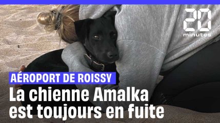 Amalka : La chienne qui  s'est échappée de sa cage à Roissy est toujours en fuite