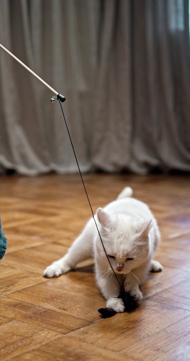 Playing Bait With A Cat