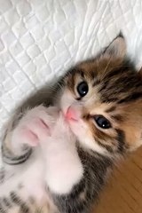 2024 best animals videos #cutecatvideos #funnycatvideos #cuteanimals