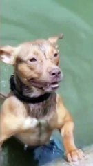 LIÇÃO ANIMAL: Cachorro caramelo mergulha e tira lixo de fundo de lagoa em São Vicente