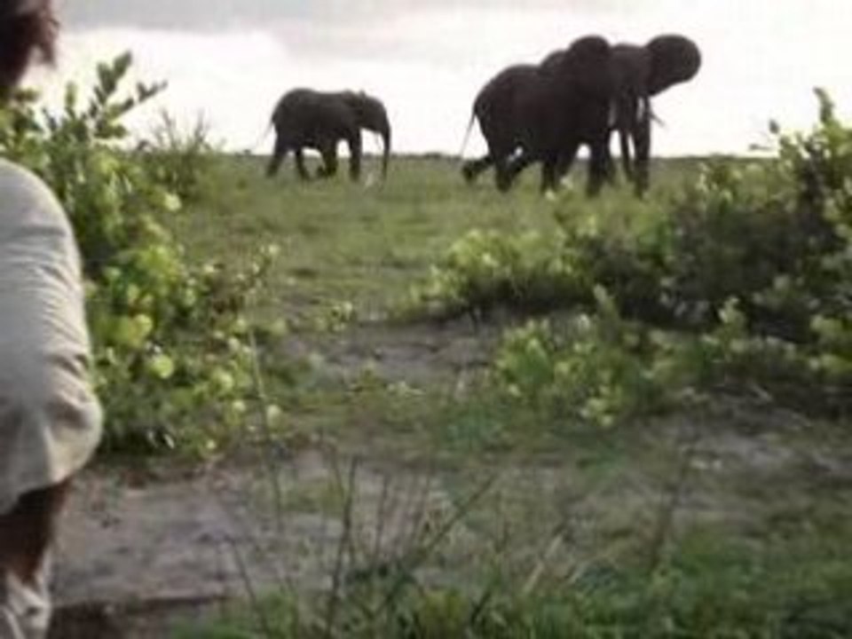 Eléphants au Gabon Chez Nétienne