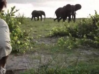 Eléphants au Gabon Chez Nétienne