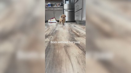Un cachorro de Golden Retriever al que le falta una patita sorprende a todos por su capacidad de superación