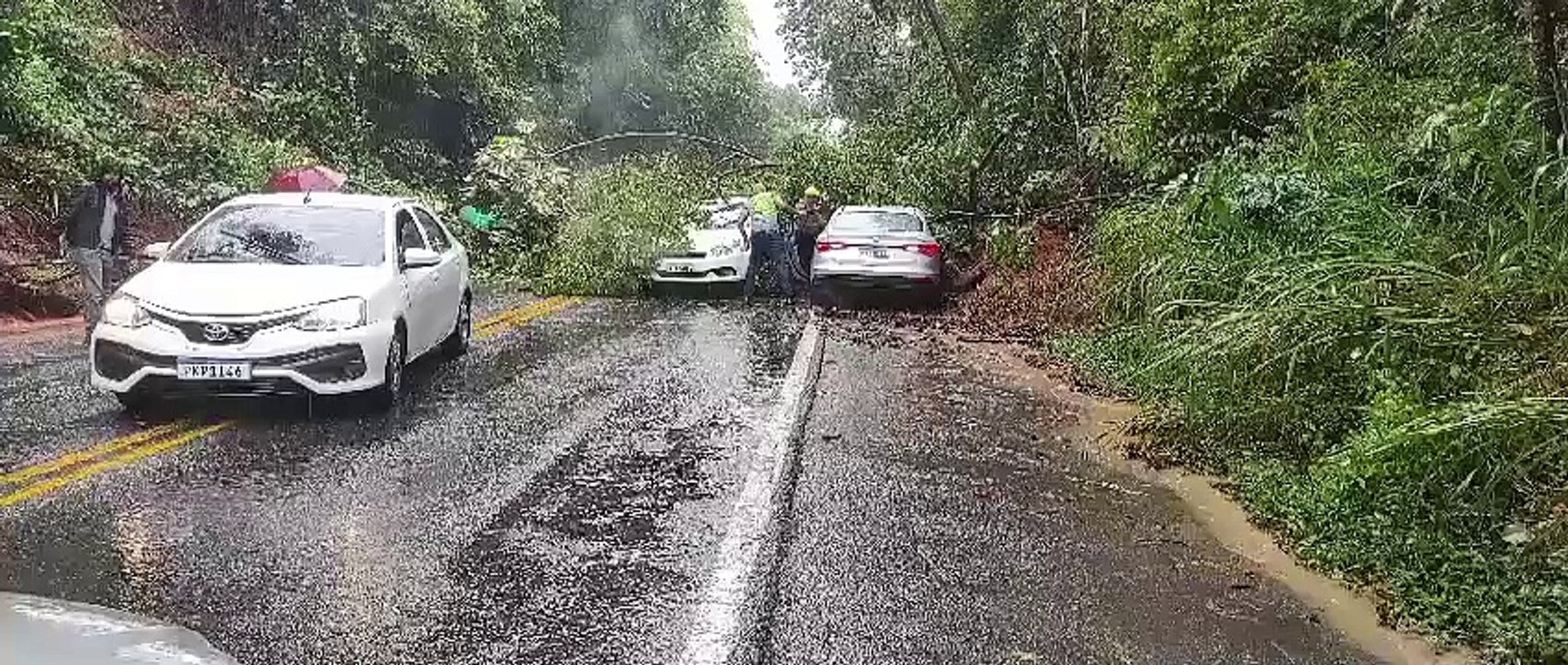 Após fortes chuvas, árvore desaba e paralisa trânsito em rodovia; veja