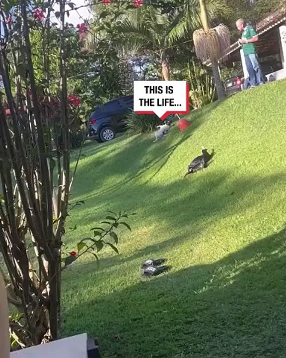This dog has found his own entertainment sliding down a grassy slope 😂🐶