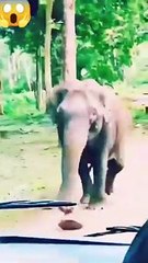 🥺😬😬😤 elephant 🐘 attack on humans