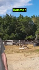 Un homme demande pour acheter un cheval 😂