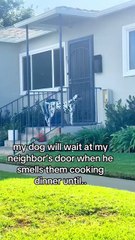 Perro en San Diego va con su vecina a comer