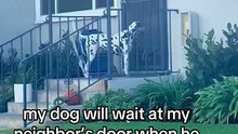 Perro en San Diego va con su vecina a comer