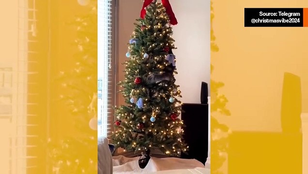 Hauska video näyttää, kuinka kissat ja joulukuuset eivät sovi yhteen