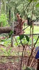 Vendaval derruba árvores e deixa parte do distrito de Lovat sem energia elétrica