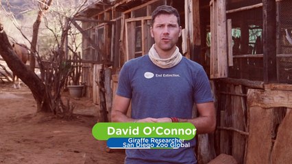 This Giraffe Orphanage in Kenya is A Beautiful Thing to See!