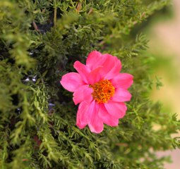 ASTUCES de jardinage pour maximiser vos récoltes !