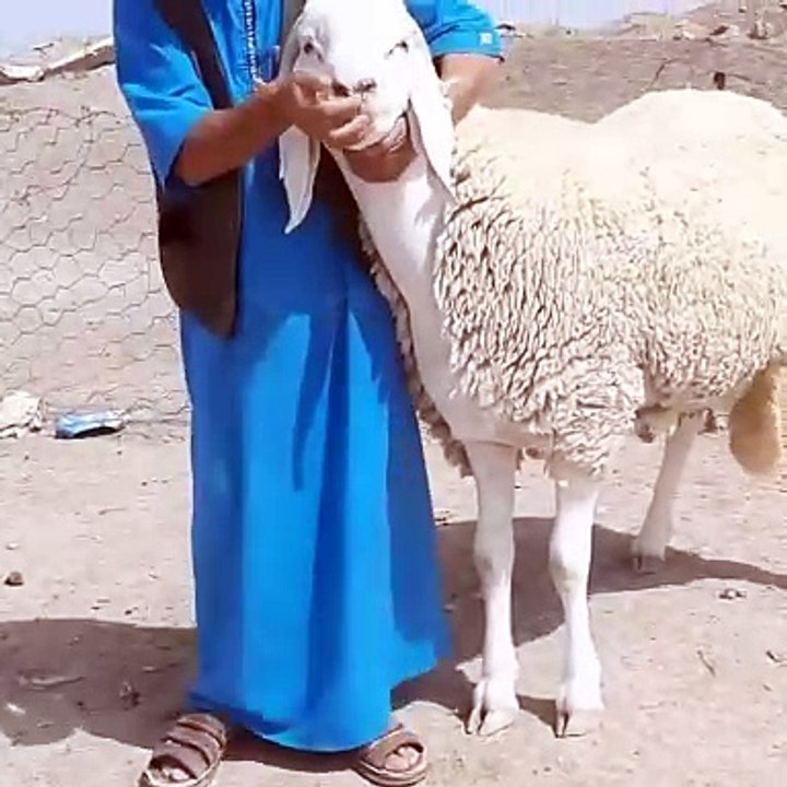 السلالة الجزائرية الأصلية النقية