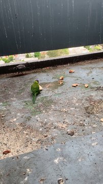 #A pigeon tosses center free bread up, and it lands on its neck like a necklace