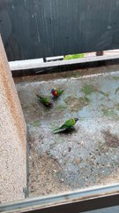 #A crow perches on a balcony wall