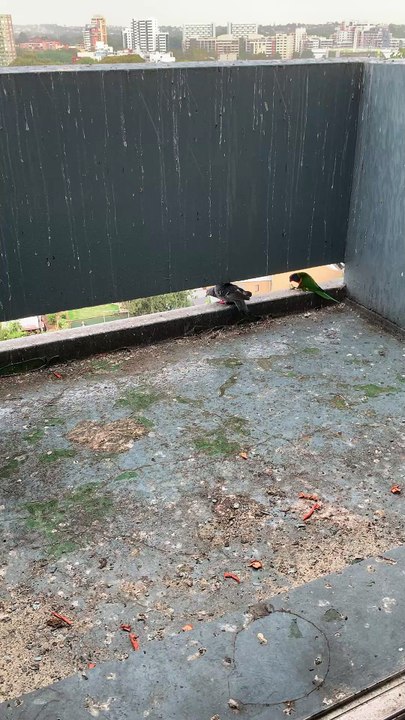#Lorikeet Hides Under Balcony, Eats Bread While Pigeon Struggles in the Rain