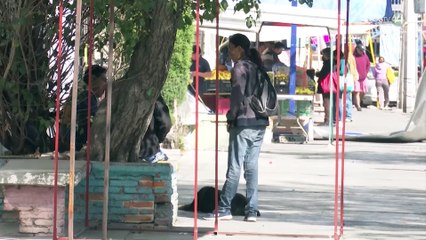 UdeG realizada campaña de esterilización de perros y gatos el próximo 7 de diciembre