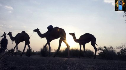 قصة وقصيدة الشيخ عبد الكريم الجربا قناة علي الفرهود