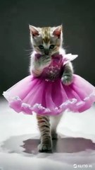 cat fashion show _fashionshow _cat _fashion(360P)