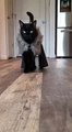 Amazing Cat Shows Off Their Sense of Fashion_ _Shorts _Cats(360P)